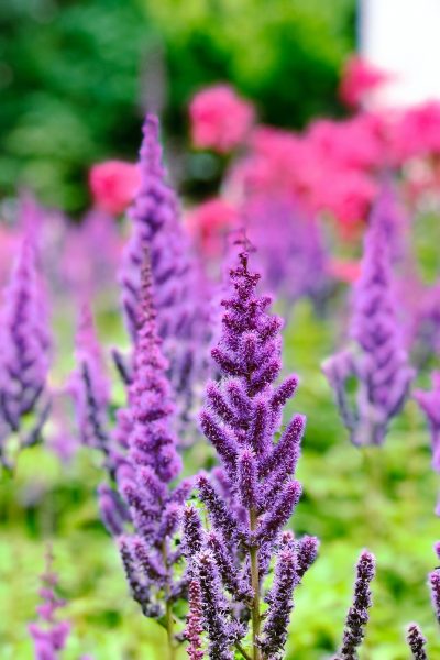 Flowers in the garden